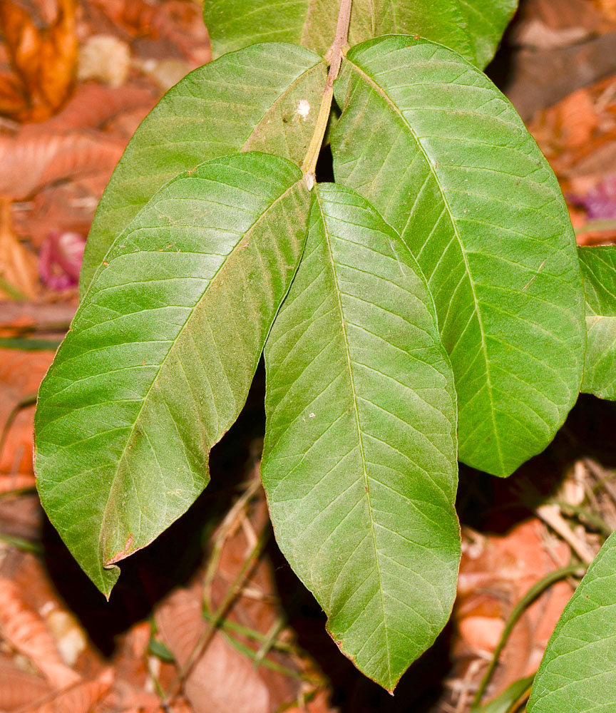 Image of Psidium guajava specimen.