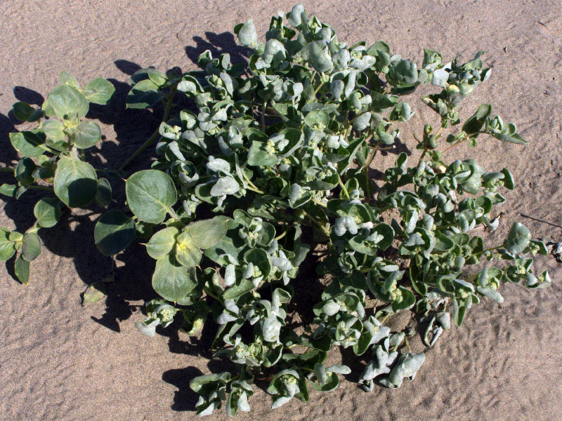 Image of Atriplex dimorphostegia specimen.