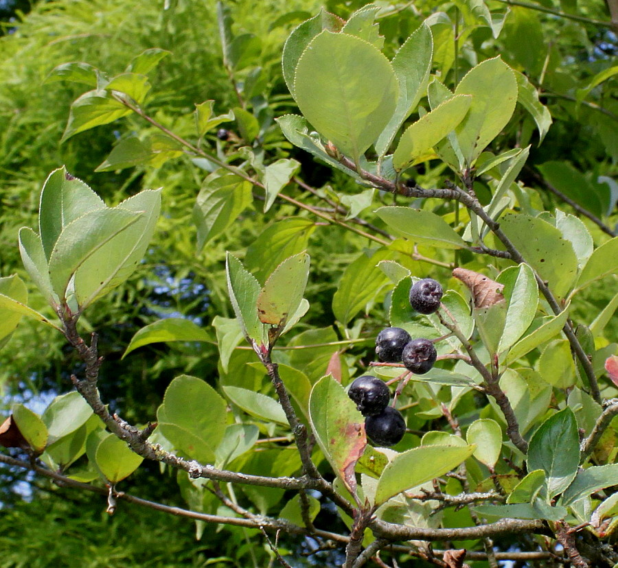 Изображение особи Aronia melanocarpa.