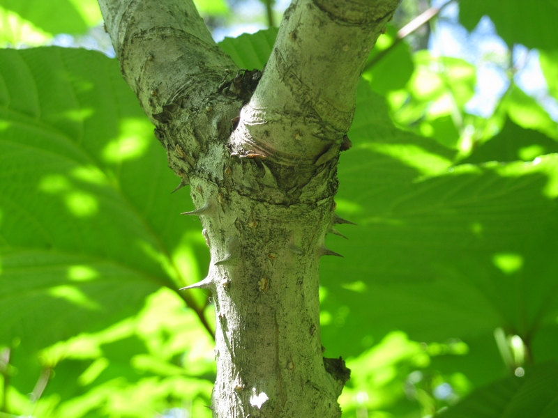 Image of Aralia elata specimen.