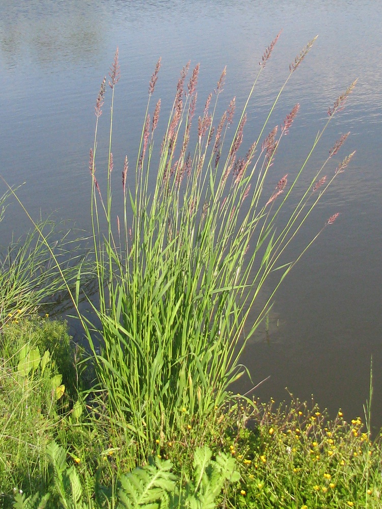 Image of Phalaroides arundinacea specimen.