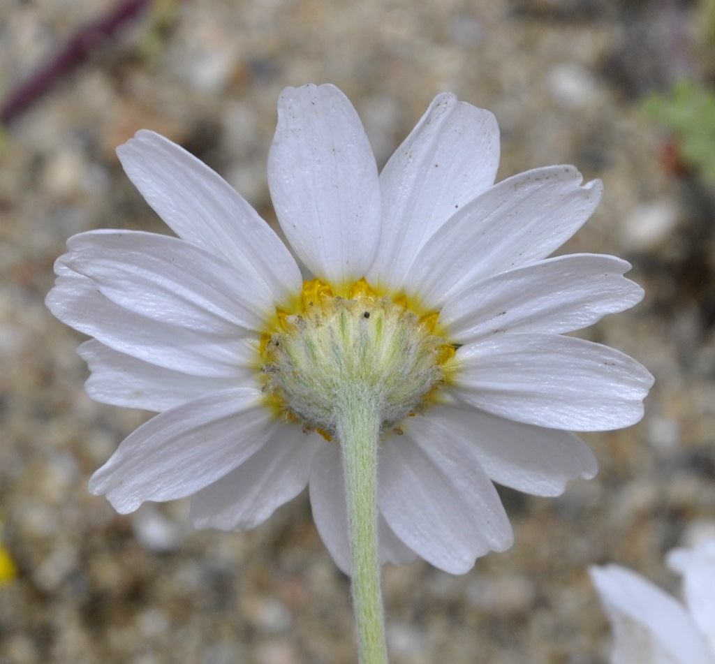 Image of Anthemis tomentosa specimen.