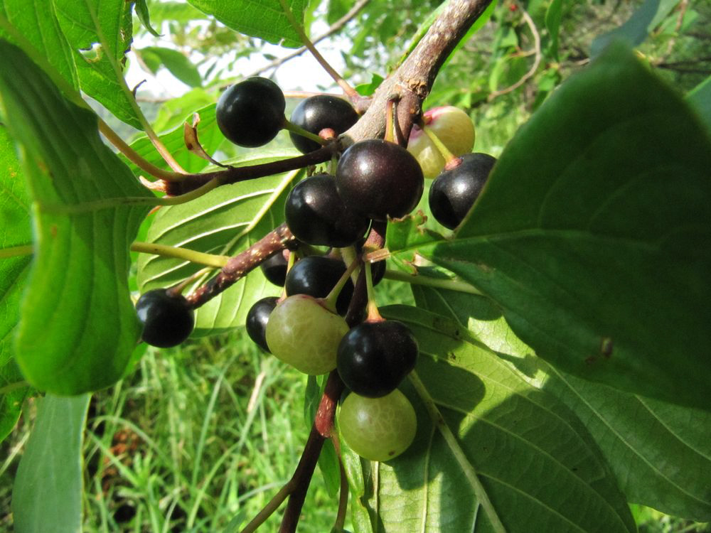 Image of Frangula alnus specimen.