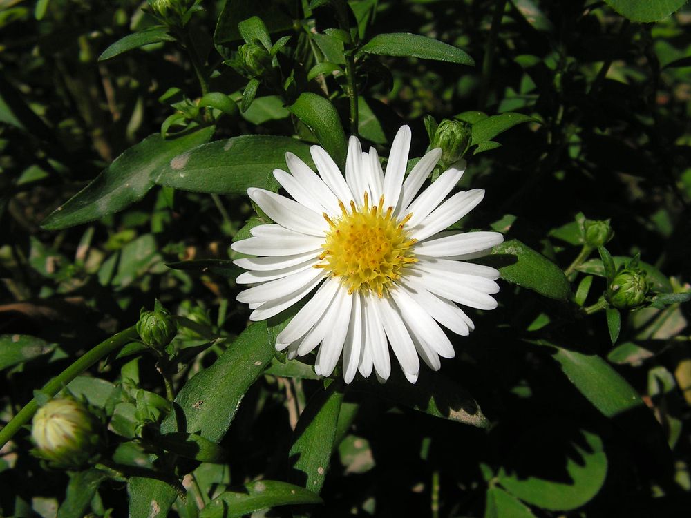 Image of genus Symphyotrichum specimen.