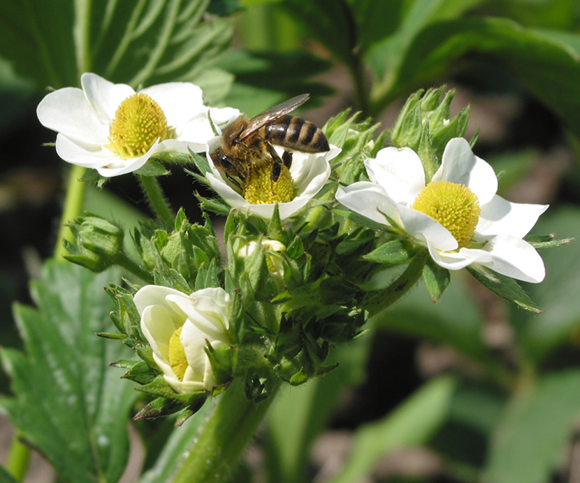 Image of Fragaria &times; ananassa specimen.