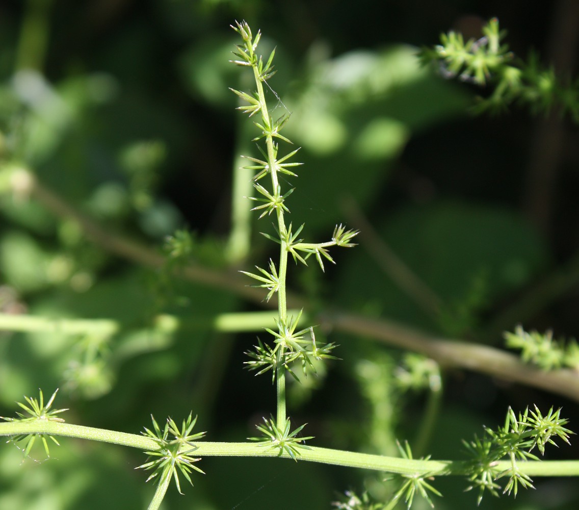 Изображение особи Asparagus acutifolius.