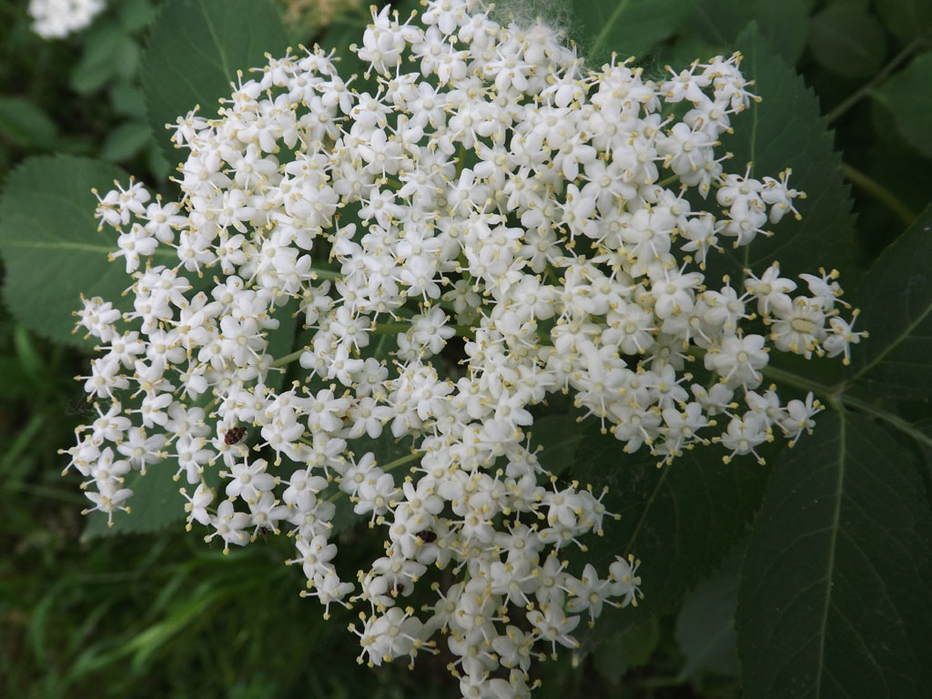 Image of Sambucus nigra specimen.