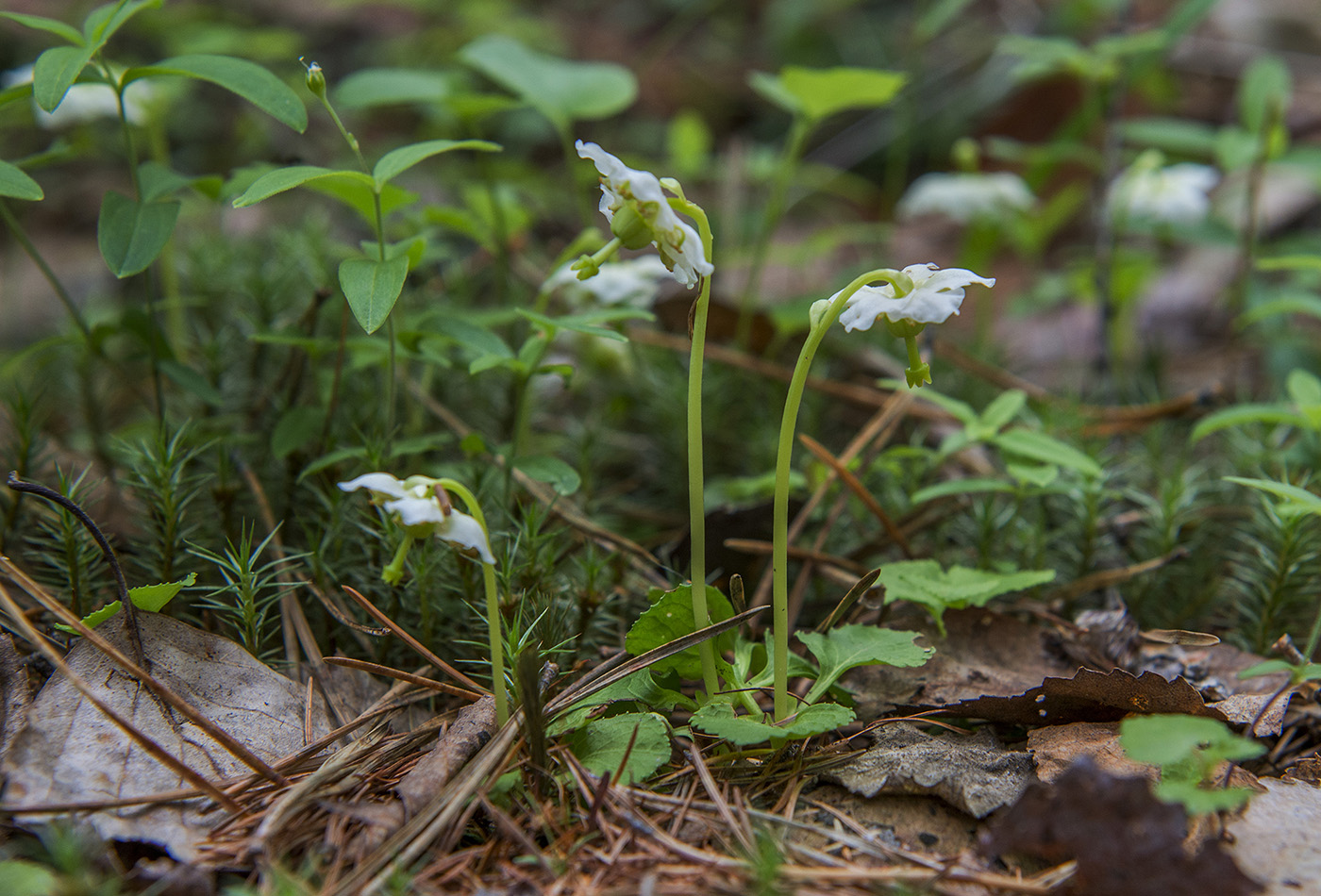 Image of Moneses uniflora specimen.