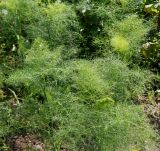 Foeniculum vulgare разновидность azoricum. Вегетирующее растение. Германия, г. Дюссельдорф, Ботанический сад университета. 02.06.2014.