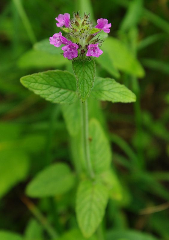 Image of Clinopodium vulgare specimen.