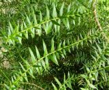 Araucaria bidwillii