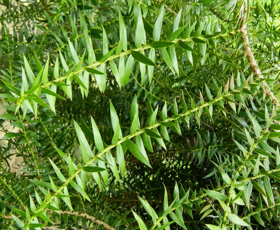 Image of Araucaria bidwillii specimen.