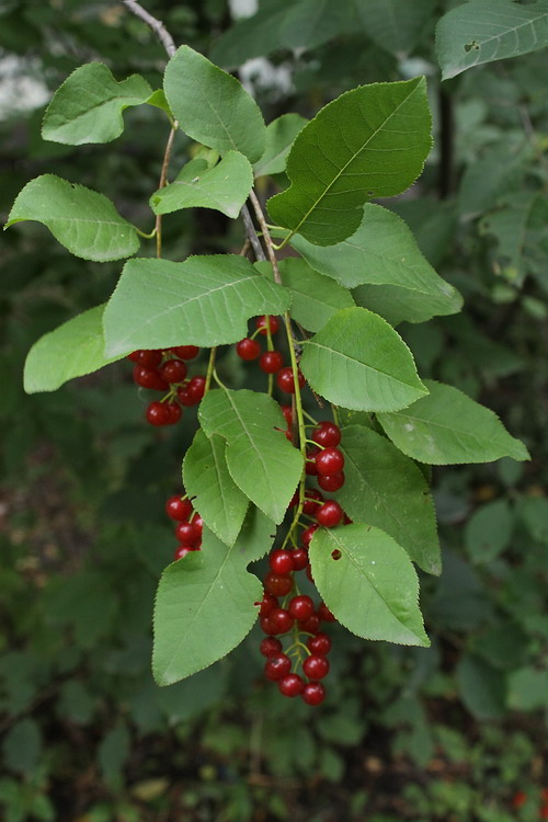 Image of Padus virginiana specimen.