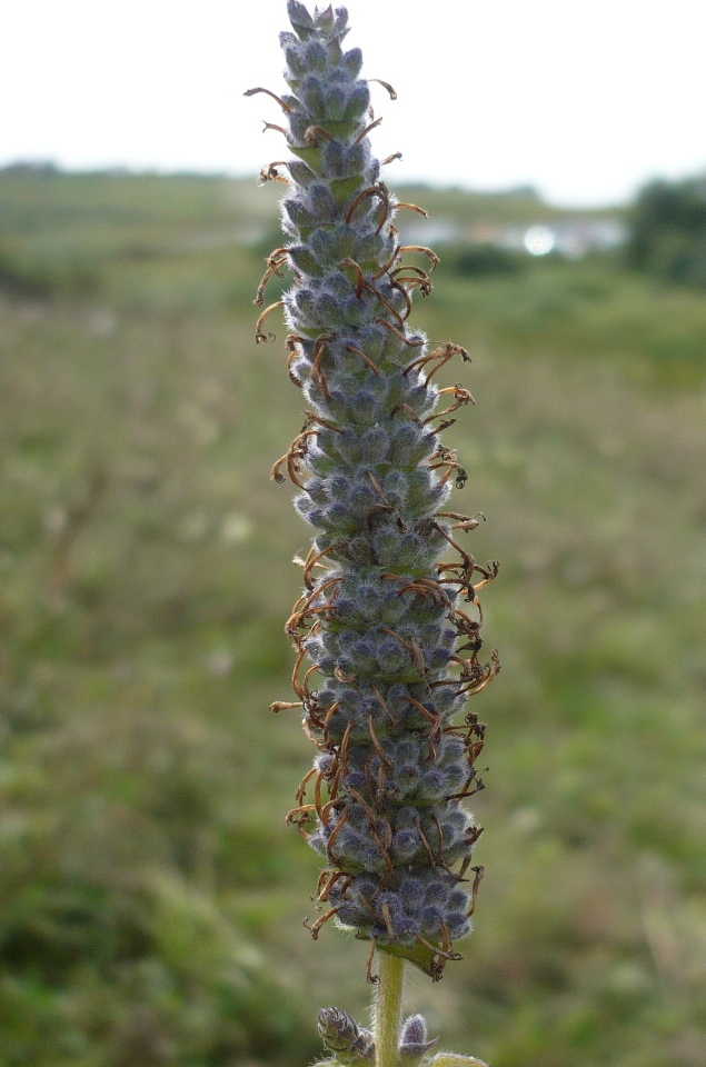 Image of Schizonepeta multifida specimen.