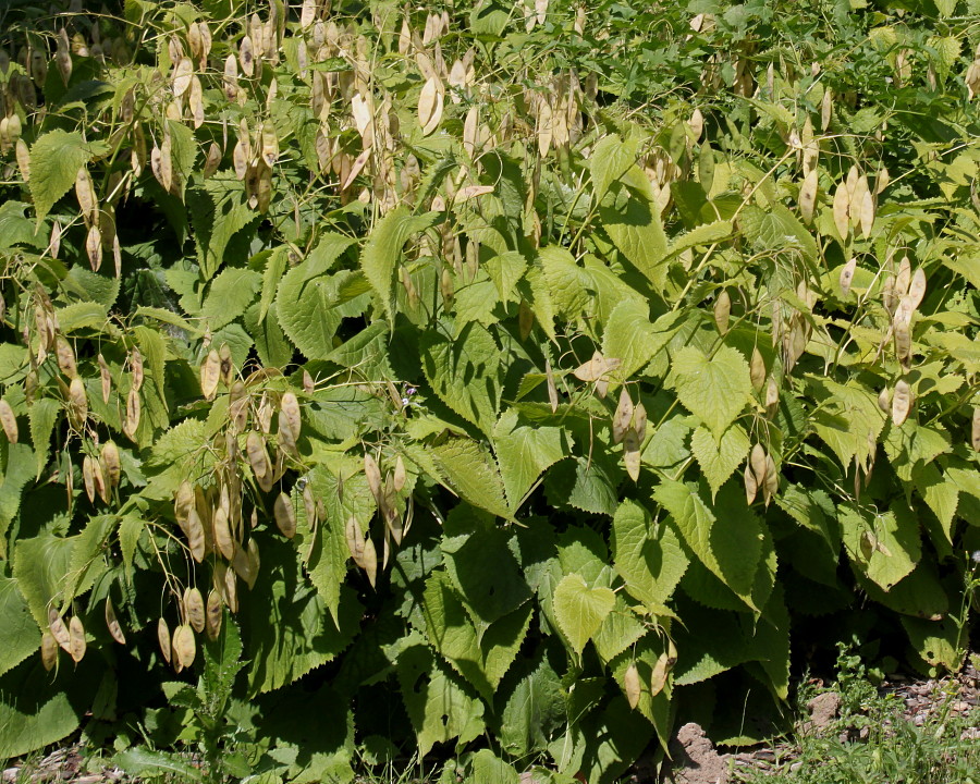 Изображение особи Lunaria rediviva.