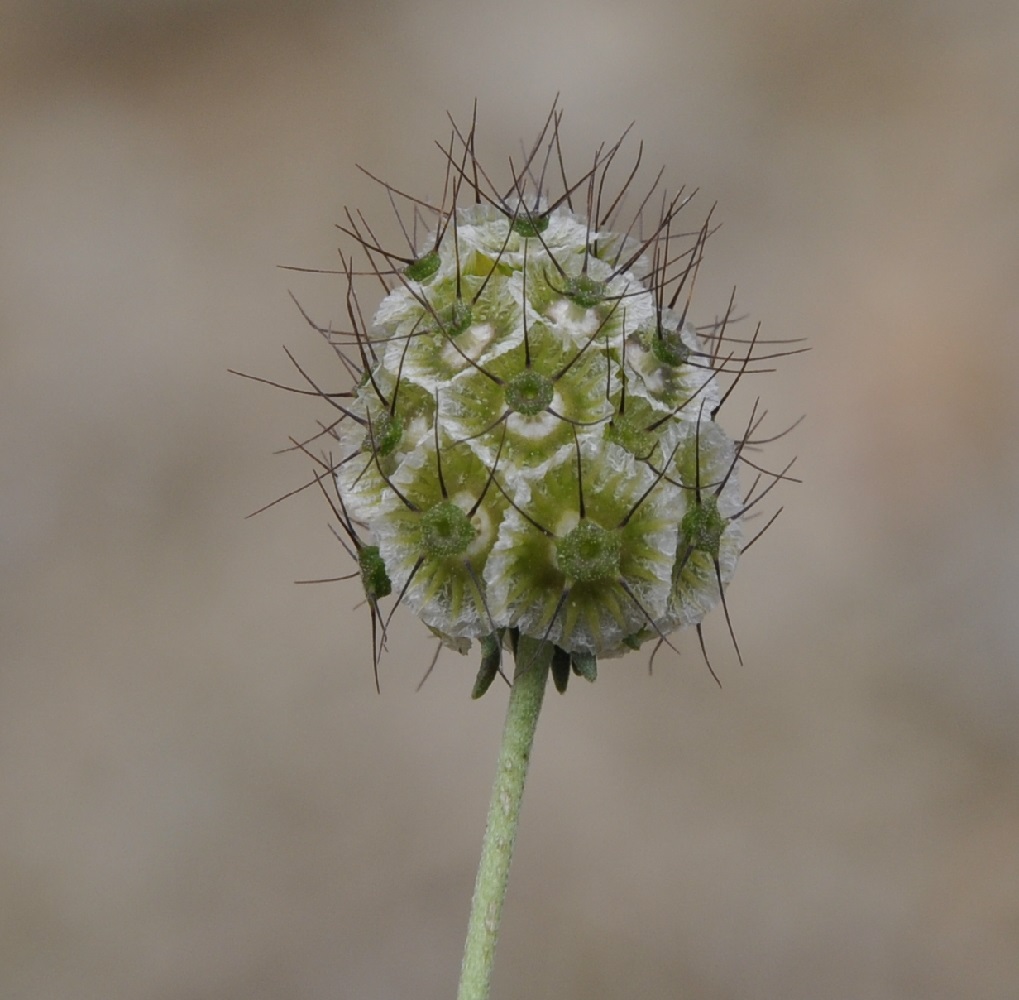 Image of Scabiosa ochroleuca specimen.