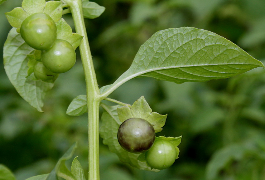 Image of Jaltomata procumbens specimen.