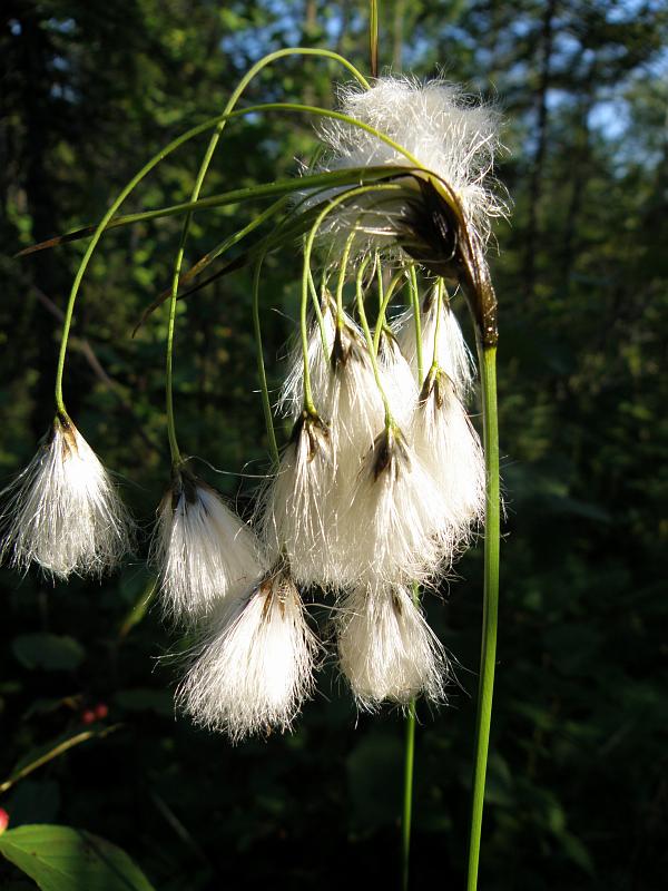 Image of Eriophorum latifolium specimen.