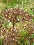 Valeriana officinalis