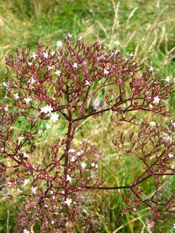 Image of Valeriana officinalis specimen.