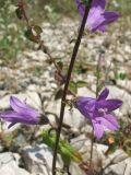 Campanula taurica