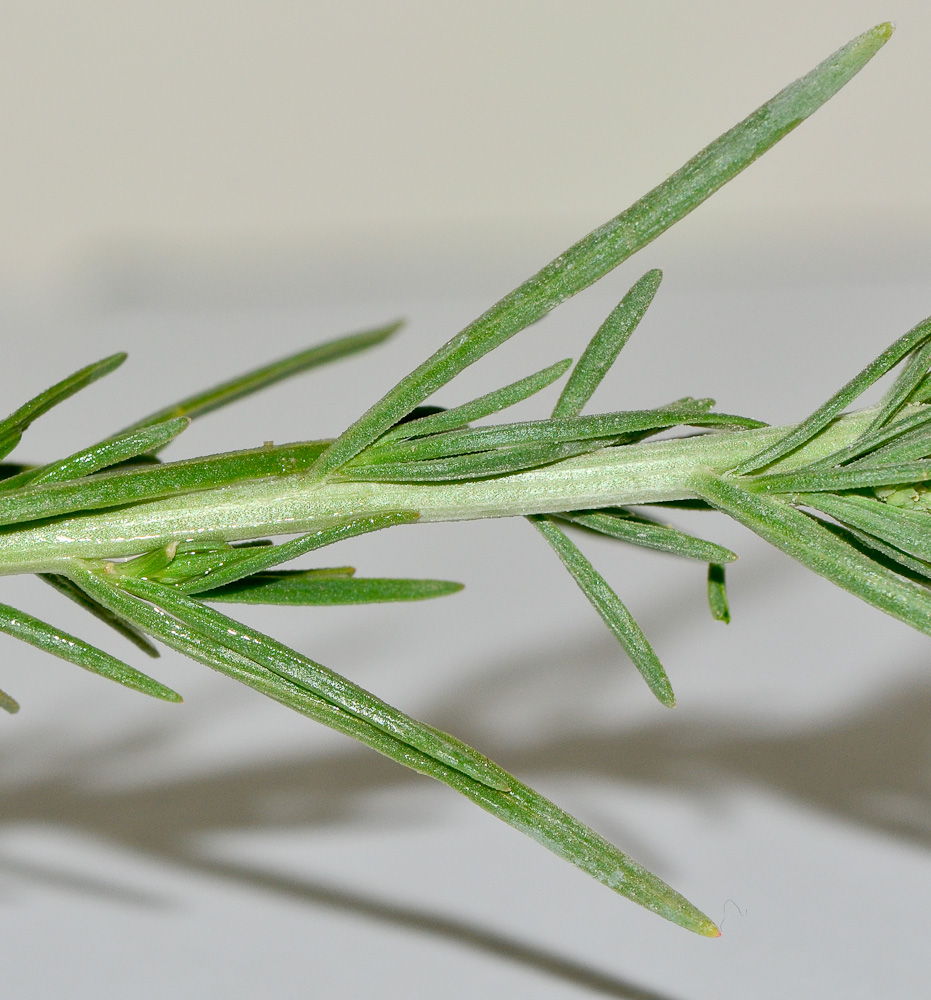 Image of Oligomeris linifolia specimen.