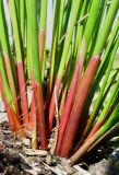 Juncus conglomeratus