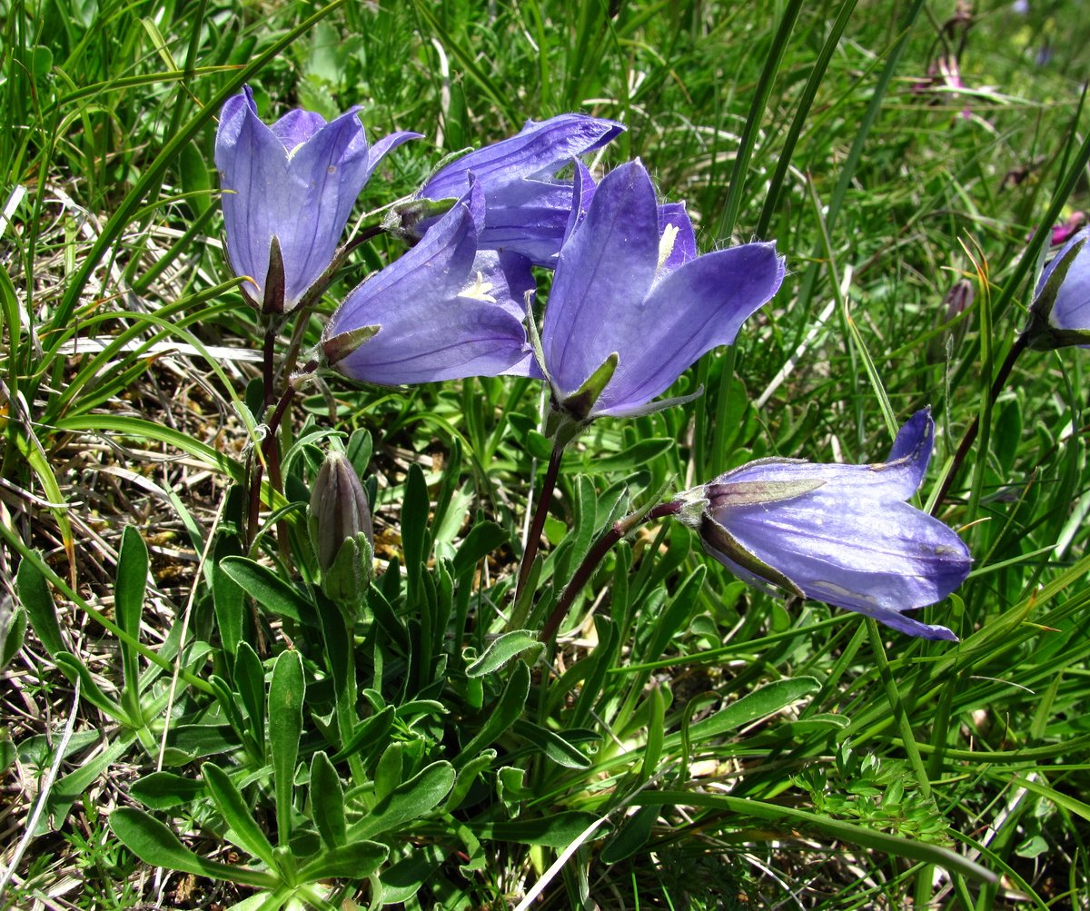 Image of Campanula biebersteiniana specimen.