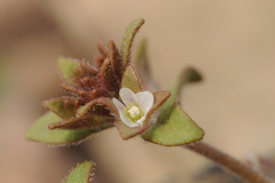 Image of Veronica ferganica specimen.