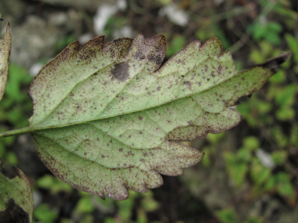 Image of Clematis vitalba specimen.