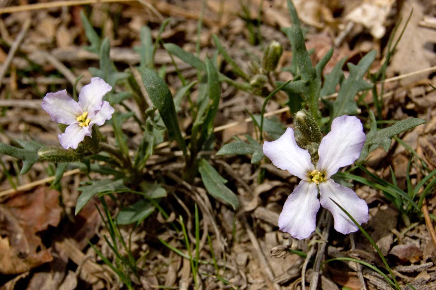 Image of genus Parrya specimen.