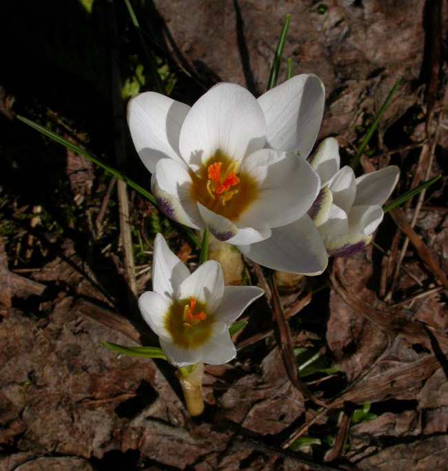 Image of Crocus chrysanthus specimen.