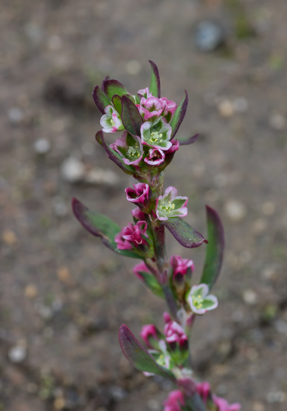 Image of Polygonum aviculare specimen.