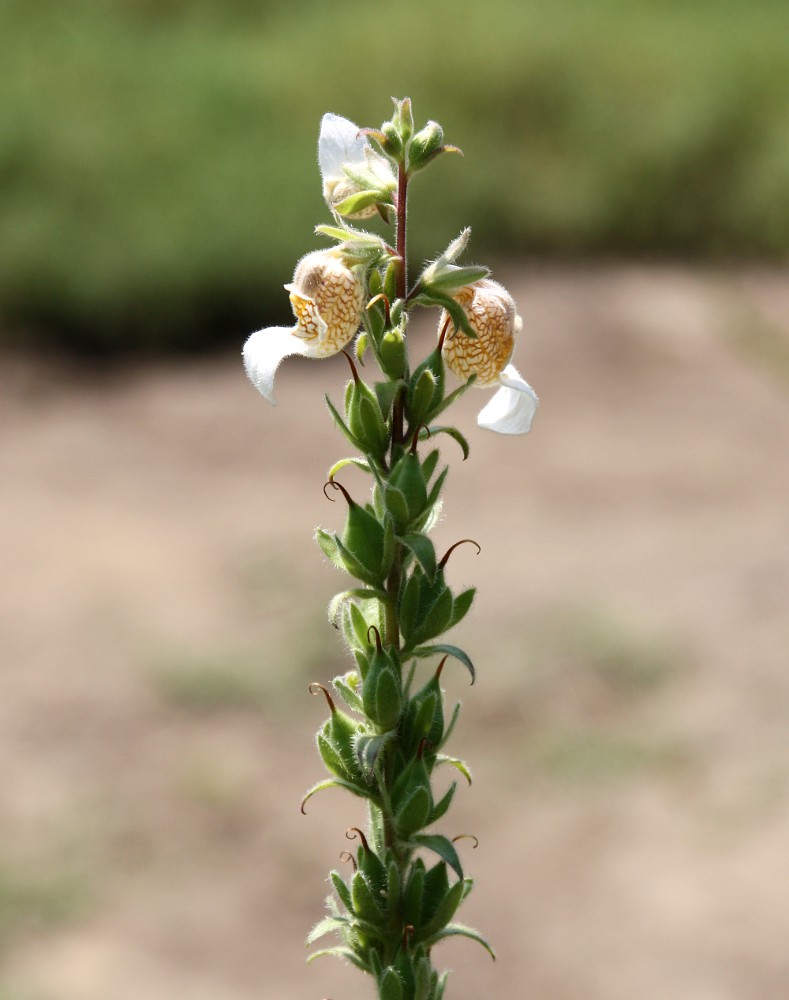 Image of Digitalis lanata specimen.