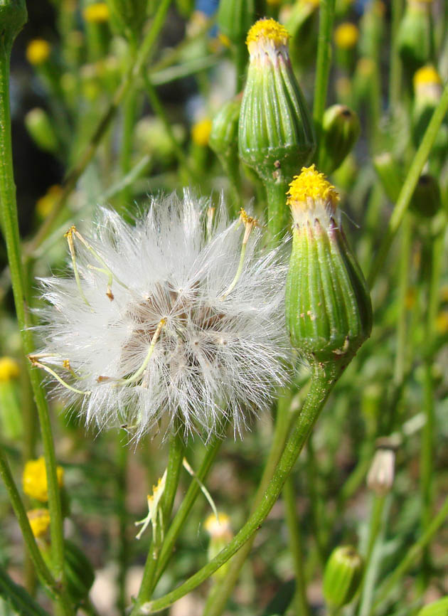 Image of Senecio dubitabilis specimen.