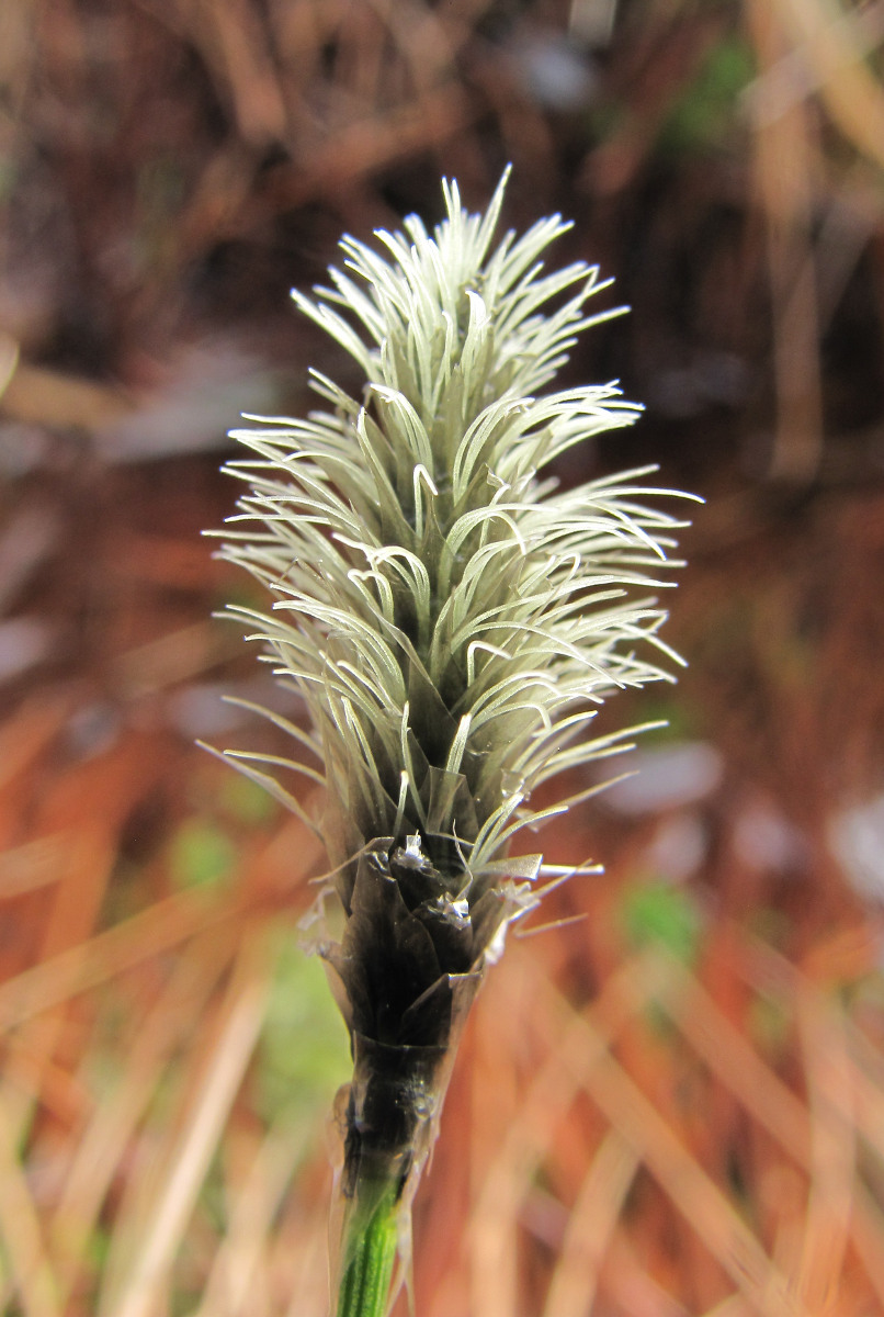 Image of Eriophorum vaginatum specimen.