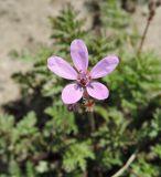 Erodium cicutarium. Цветок. Московская обл., г. Электрогорск, пустырь. 12.04.2015.