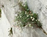 Erigeron karvinskianus. Цветущее растение. Италия, Рим, на стенке моста Ponte Cestio. 05.04.2016.