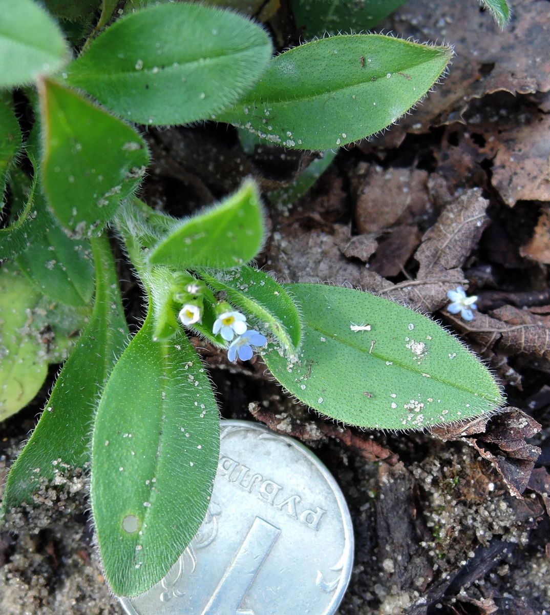 Image of Myosotis sparsiflora specimen.