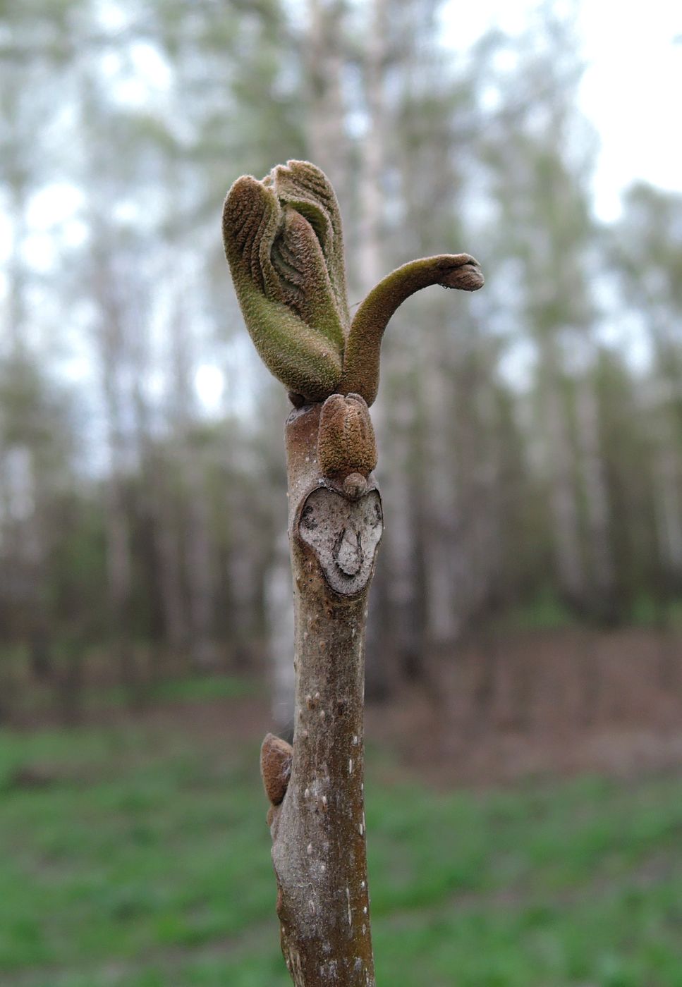 Image of Juglans mandshurica specimen.