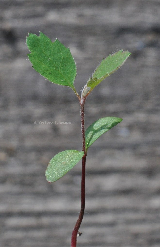 Image of Amelanchier alnifolia specimen.