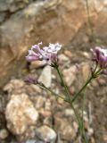 Asperula cynanchica. Верхушка соцветия. Испания, автономное сообщество Каталония, провинция Жирона, комарка Баш Эмпорда, муниципалитет Тороэлья-де-Монгри, ложе горного ручья в окрестностях часовни Санта-Катерина. 28.05.2016.