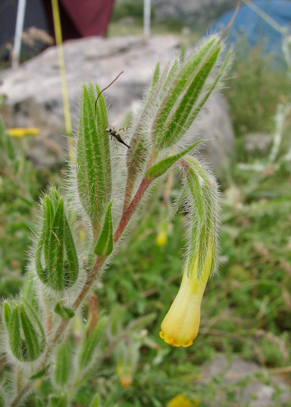 Изображение особи Onosma dichroantha.