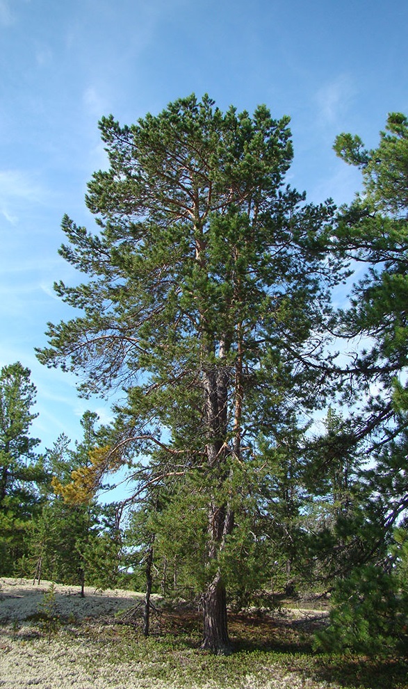 Изображение особи Pinus sylvestris.