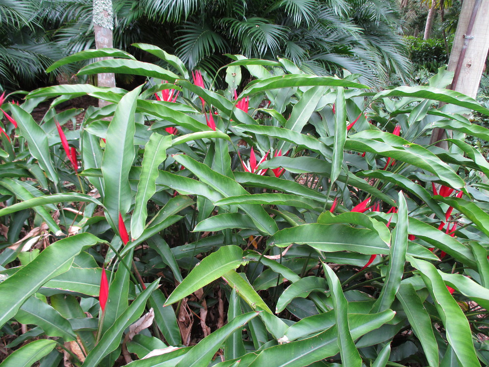 Image of Heliconia angusta specimen.