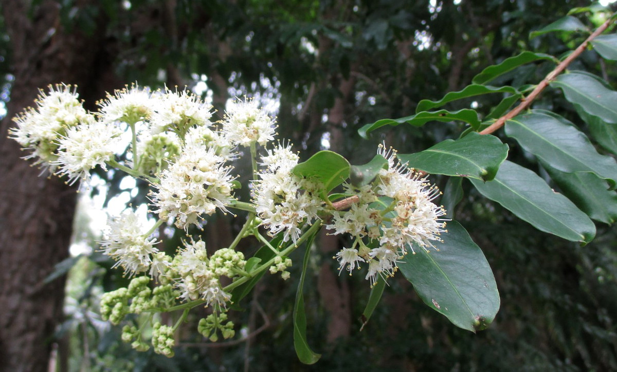 Image of Galpinia transvaalica specimen.