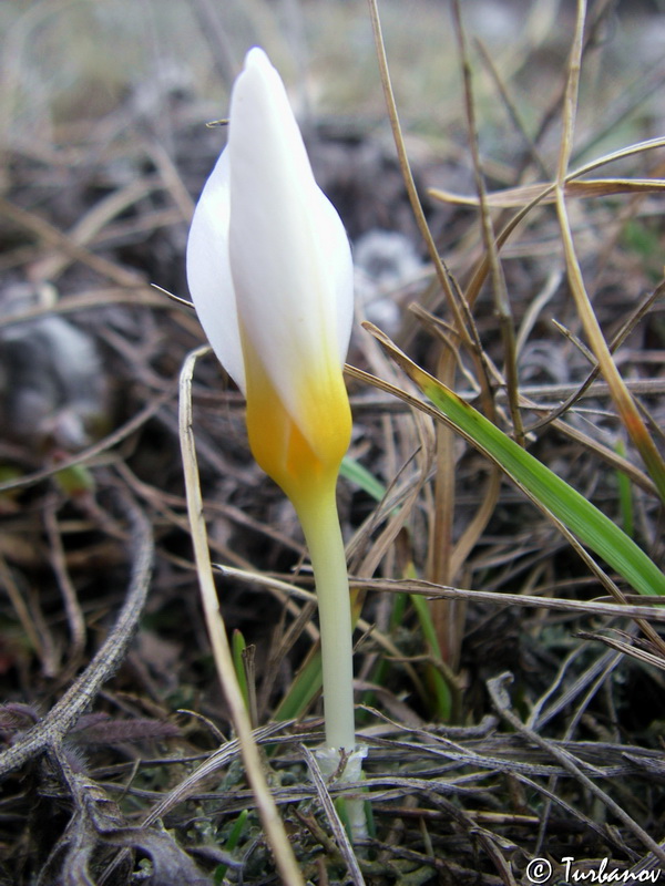 Image of Crocus tauricus specimen.