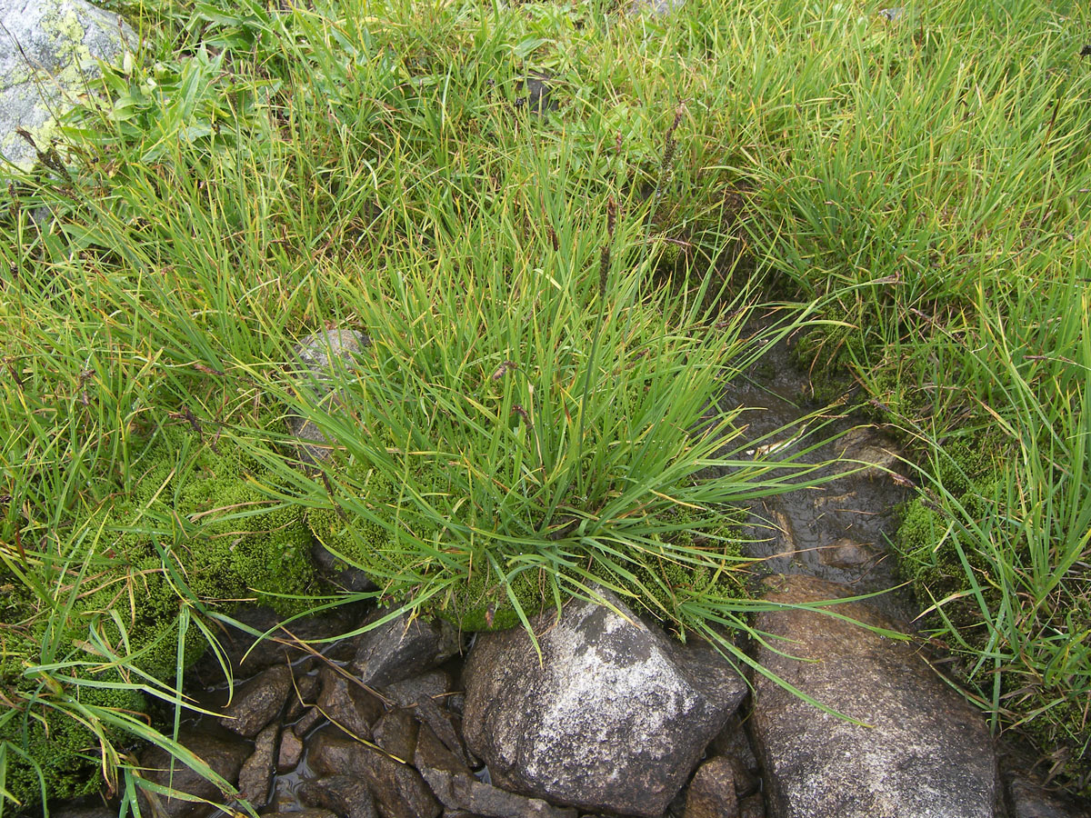 Image of Carex transcaucasica specimen.