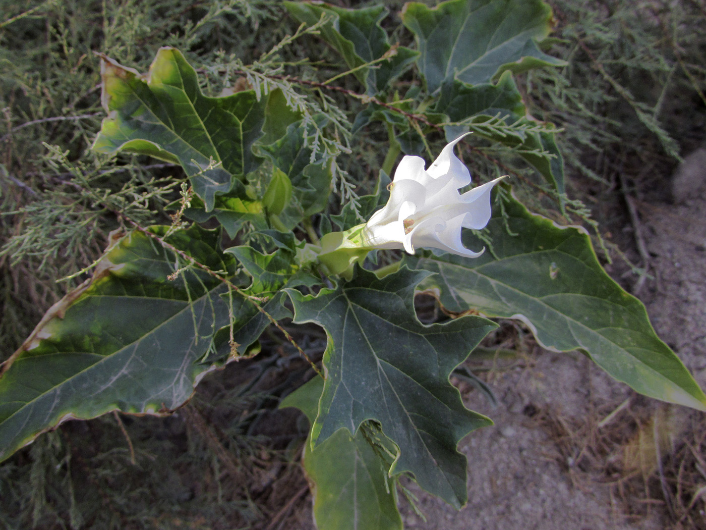 Изображение особи Datura stramonium.