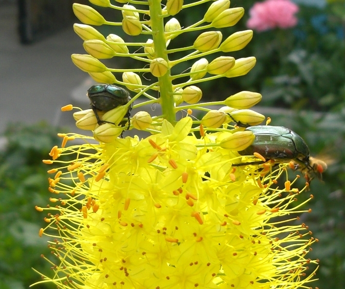 Изображение особи Eremurus stenophyllus.